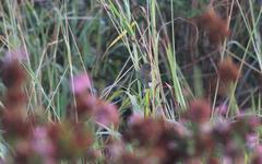 Euplectes capensis capensis