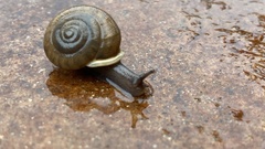 Webbhelix multilineata