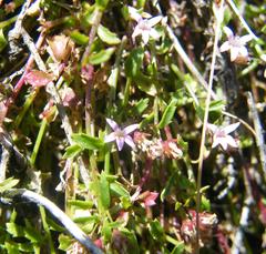 Lobelia eckloniana
