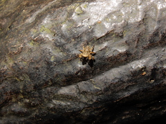 Rhene albigera