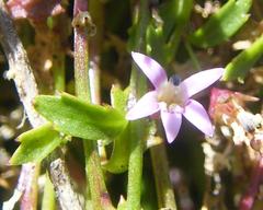 Lobelia eckloniana