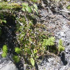 Lobelia eckloniana