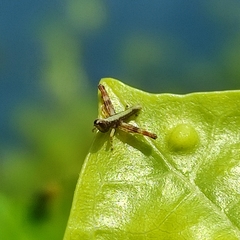 Euschmidtia cruciformis