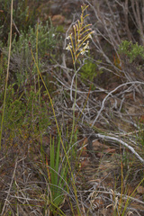 Tritoniopsis nervosa