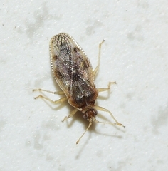 Monosteira unicostata