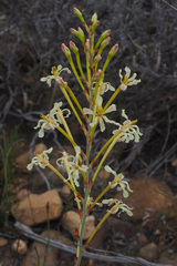 Tritoniopsis nervosa