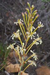 Tritoniopsis nervosa