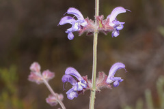 Salvia albicaulis