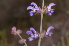 Salvia albicaulis