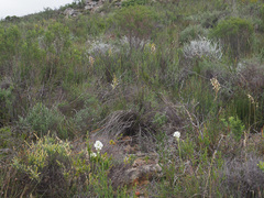 Tritoniopsis nervosa