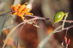 Grevillea refracta refracta