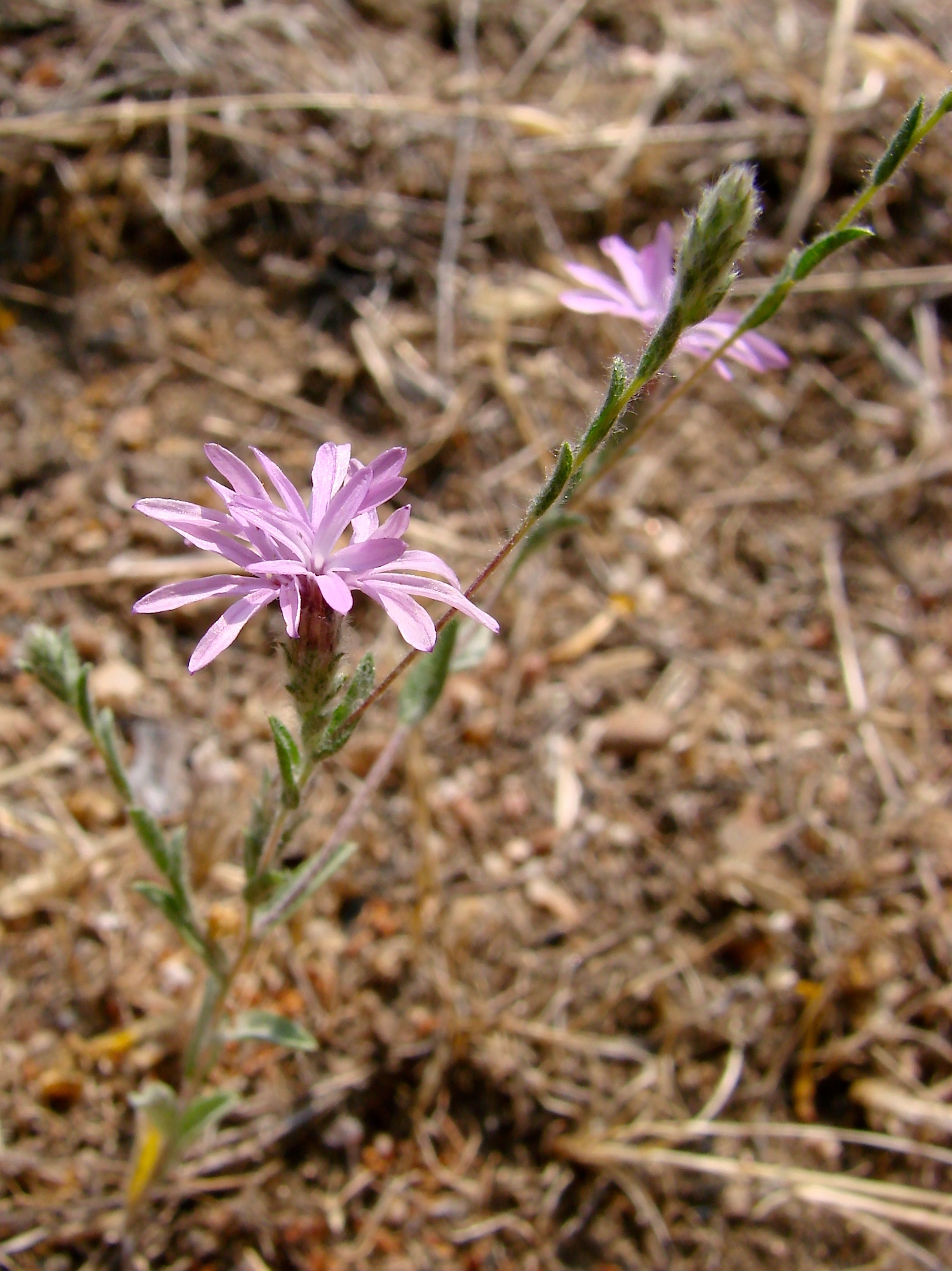Lessingia leptoclada