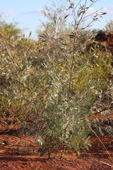 Grevillea refracta refracta
