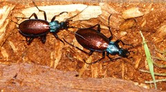 Carabus hispanus