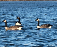 Branta canadensis