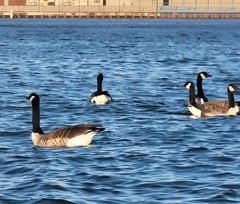 Branta canadensis