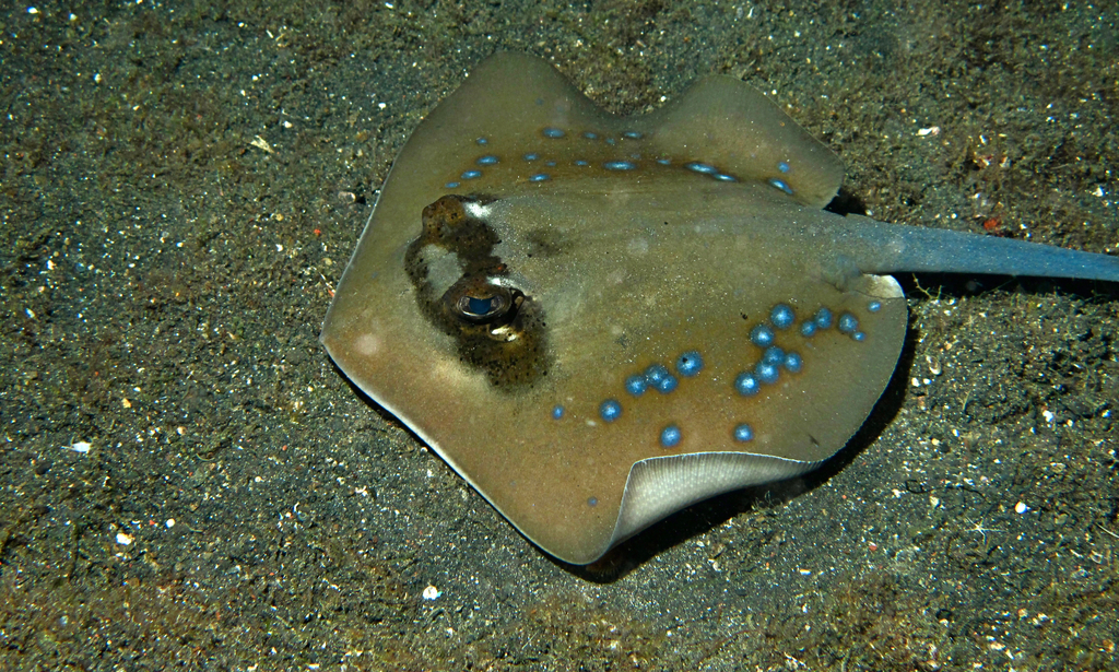 Blue-spotted maskray resting on sand