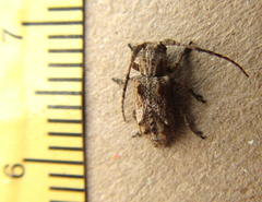 Pterolophia angulata marshalli