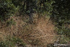 Pimpinella villosa