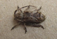 Pterolophia angulata marshalli