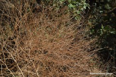 Pimpinella villosa