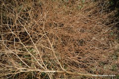 Pimpinella villosa