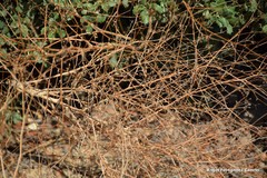 Pimpinella villosa