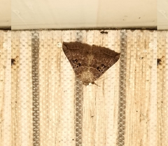 Blasticorhinus