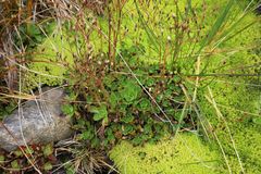 Micranthes stellaris robusta