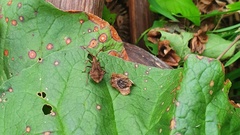 Coreus marginatus
