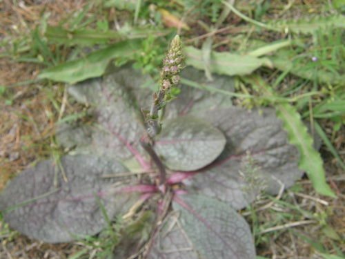 Purple mullein (Verbascum phoeniceum)