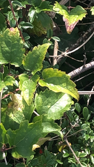 Clematis vitalba