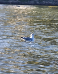 Larus argentatus
