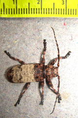 Plectropygus mucoreus