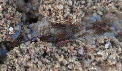 Dorylus helvolus