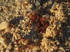 Dorylus helvolus