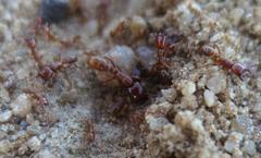 Dorylus helvolus