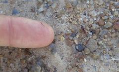 Dorylus helvolus