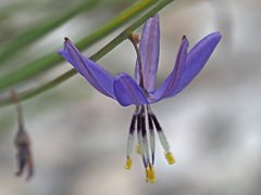 Caesia contorta