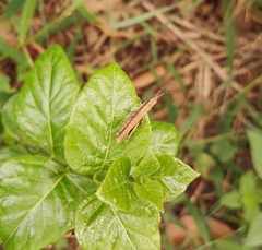 Orthacridini