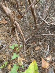Acmispon dendroideus dendroideus
