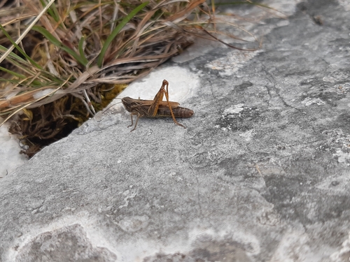 Locomotive Grasshopper