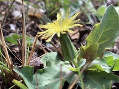 Sonchus nanus