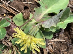 Sonchus nanus