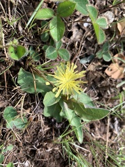 Sonchus nanus