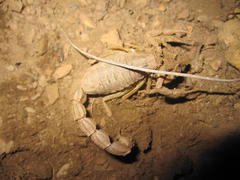 Parabuthus planicauda