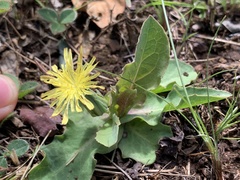 Sonchus nanus