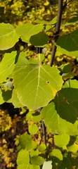 Populus tremula