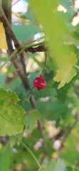 Ribes spicatum
