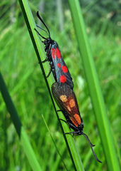 Zygaena viciae
